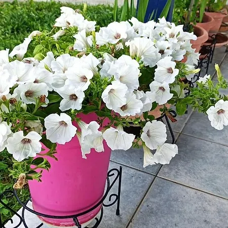 بيت للعطل Sea View *